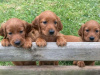 Irish Red Setter, IKC Reg... All ready for their forever homes! 7